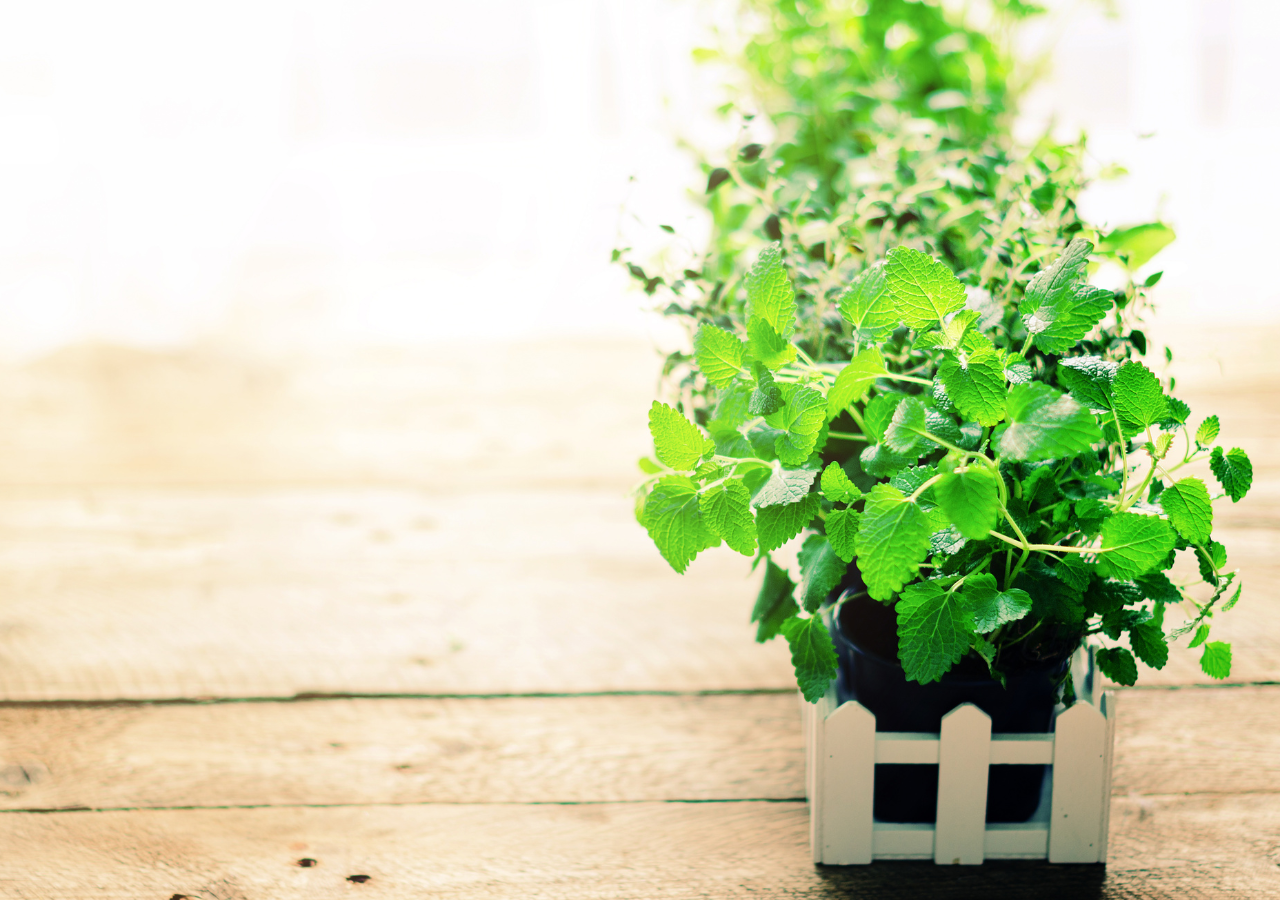 バイオハザードレクイエム,グリーンハーブ