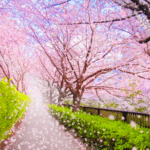 自律神経、松戸