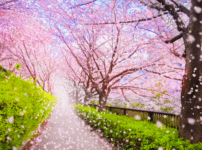 自律神経、松戸